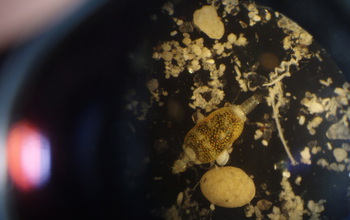 A green gnathiid isopod seen through a microscope